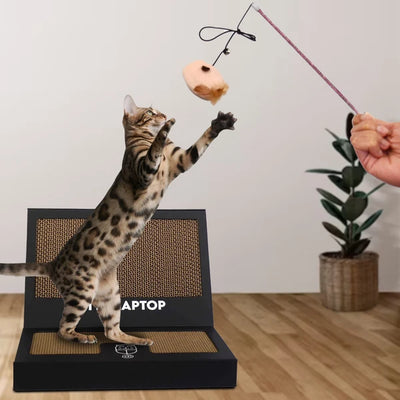 Kitty Laptop (cat toy shaped like a laptop)