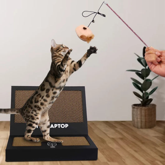 Kitty Laptop (cat toy shaped like a laptop)